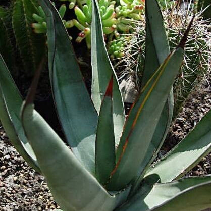 Agave scabra in vaso 18 pianta di VivaiMDB