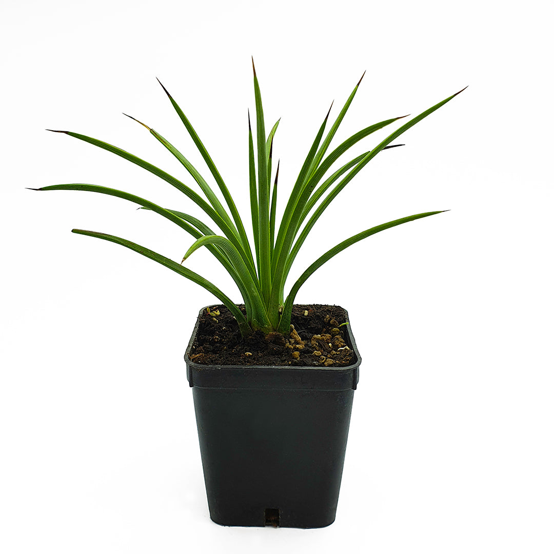 Agave striata f.ma rubra CAM 66 - (Square vase 7x7x8 cm)