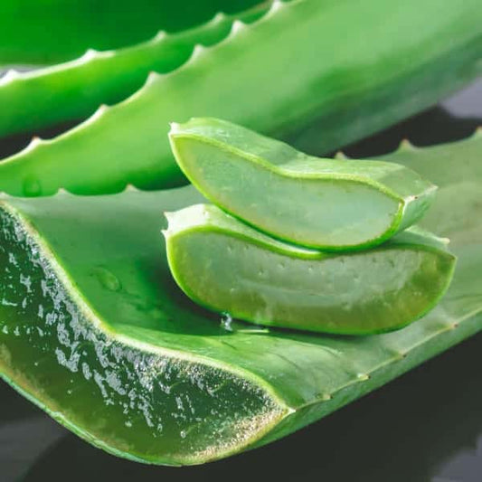 Aloe vera - aloe vera (Vaso quadro 9x9x10 cm)
