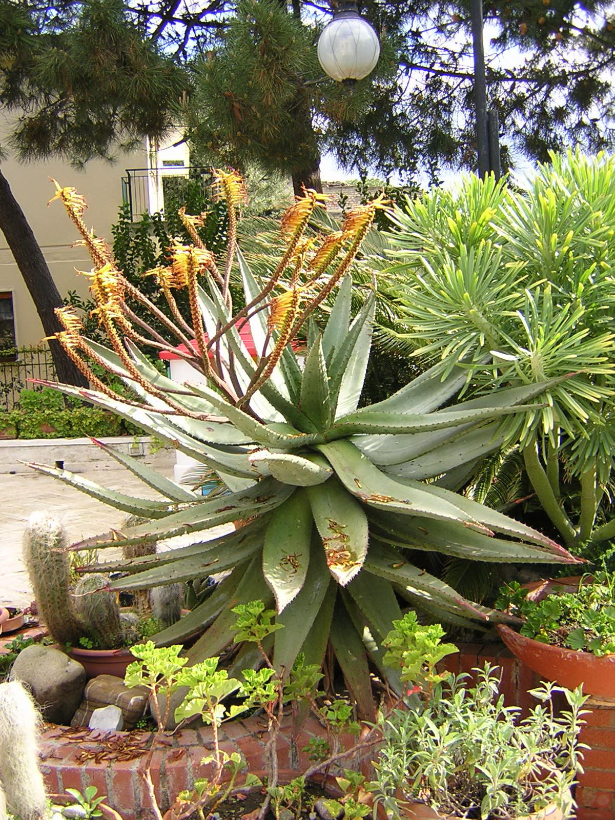 Aloe ferox var. marlothii (Vaso 18 cm)