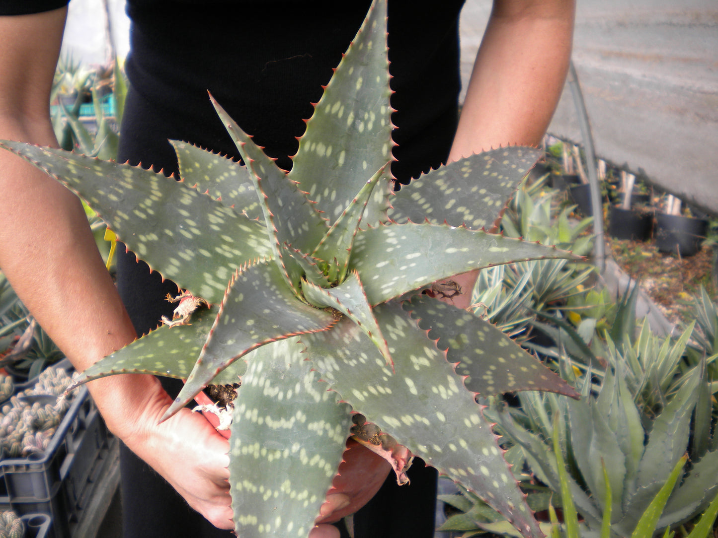 Aloe saponaria - aloe saponaria (Vaso 18 cm)