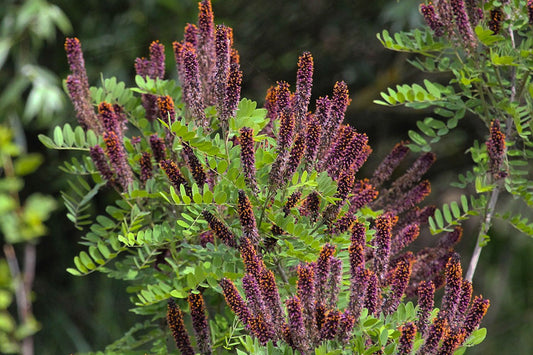 Amorpha fruticosa - falso indaco (Alveolo forestale)