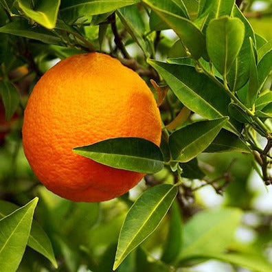 Citrus volkameriana - limone volkameriano, limone rosso (Fitocella)