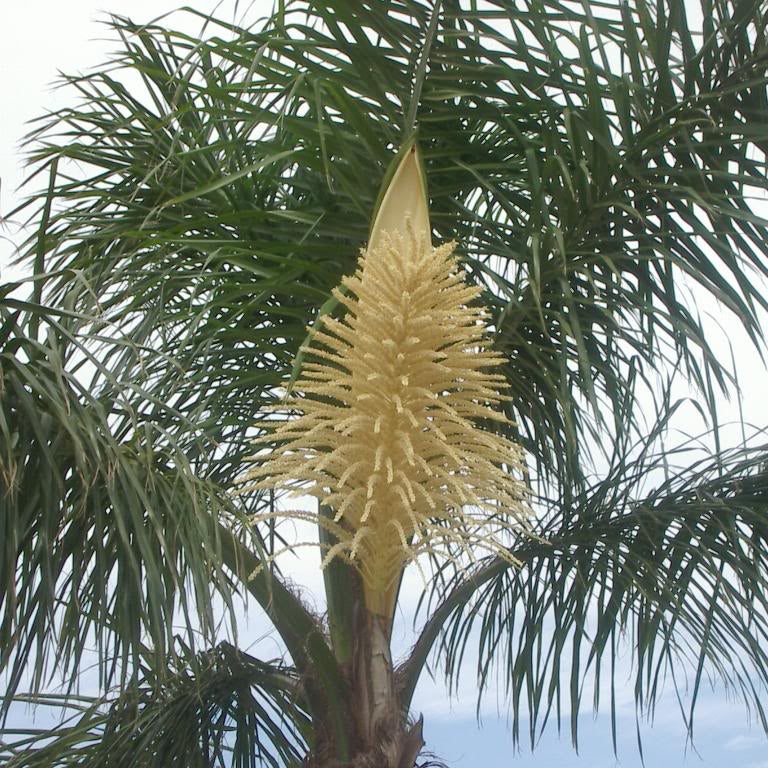 Arecastrum romanzoffianum (Syagrus romanzoffiana, Cocos plumosa) - Palma regina (Alveolo forestale)