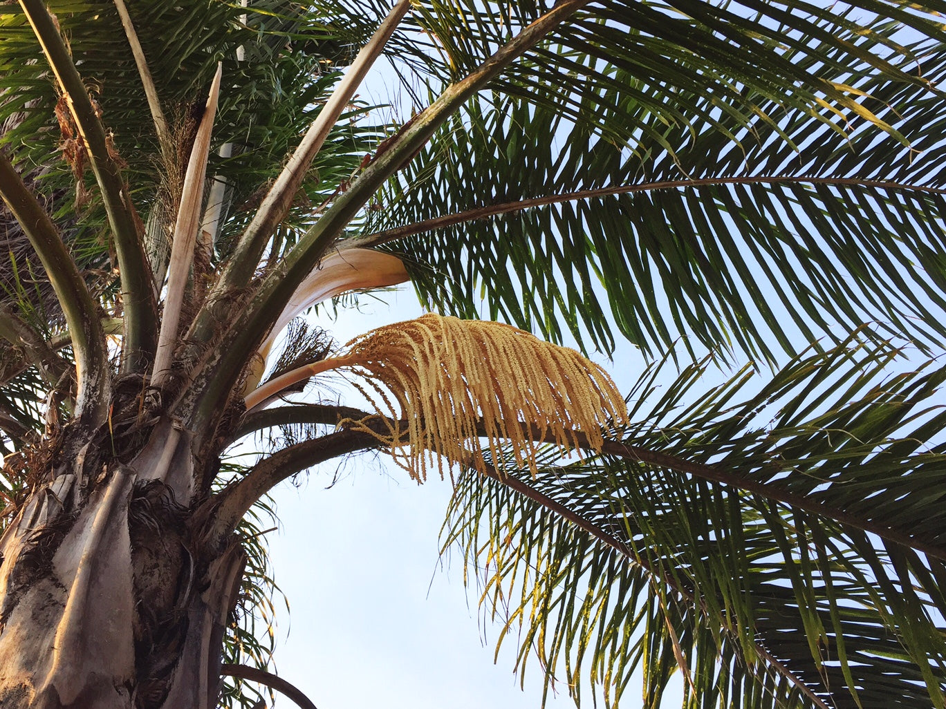 Arecastrum romanzoffianum (Syagrus romanzoffiana, Cocos plumosa) - Palma regina (Alveolo forestale)