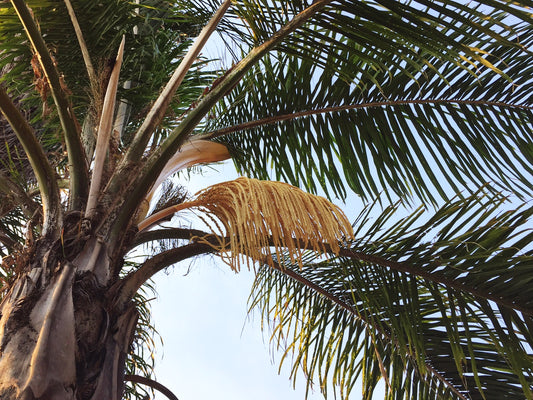 Arecastrum romanzoffianum (Syagrus romanzoffiana, Cocos plumosa) - Palma regina (Alveolo forestale)