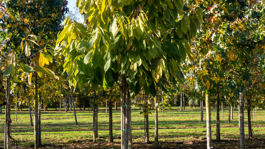 Asimina triloba - Northern banana (Square pot 9x9x20 cm)