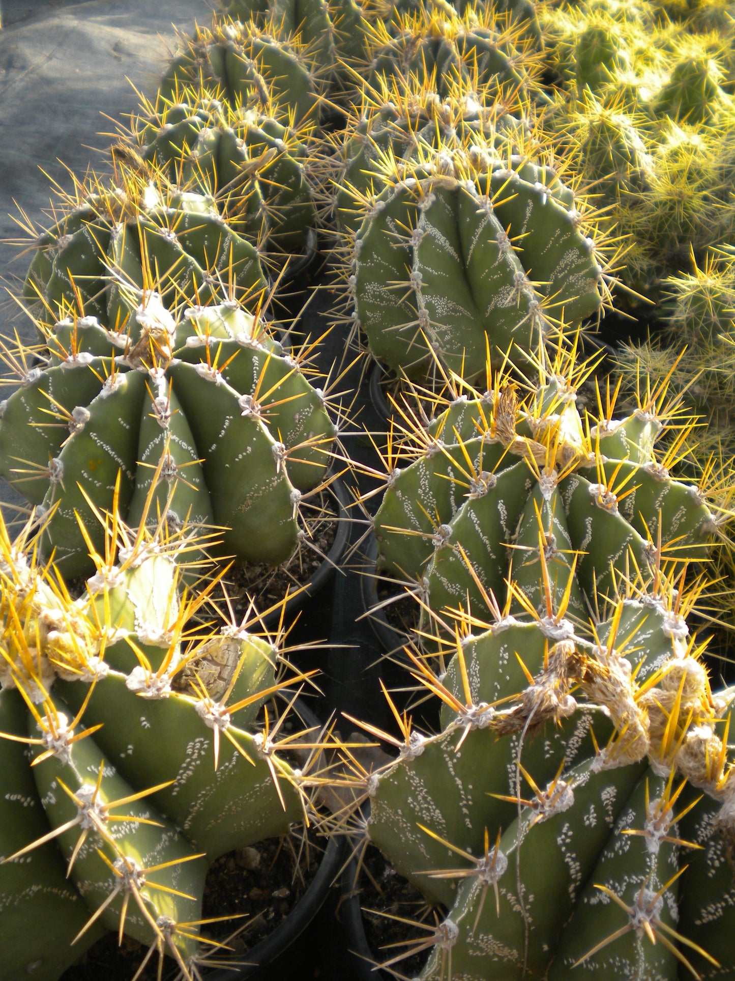Astrophytum ornatum PICCOLO - cappello del prete (Vaso 18 cm)