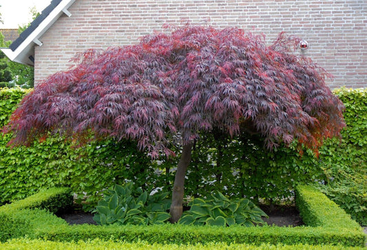 Acer palmatum "dissectum garnet" - acero giapponese rosso dissectum (Vaso 18 cm, INNESTATO)