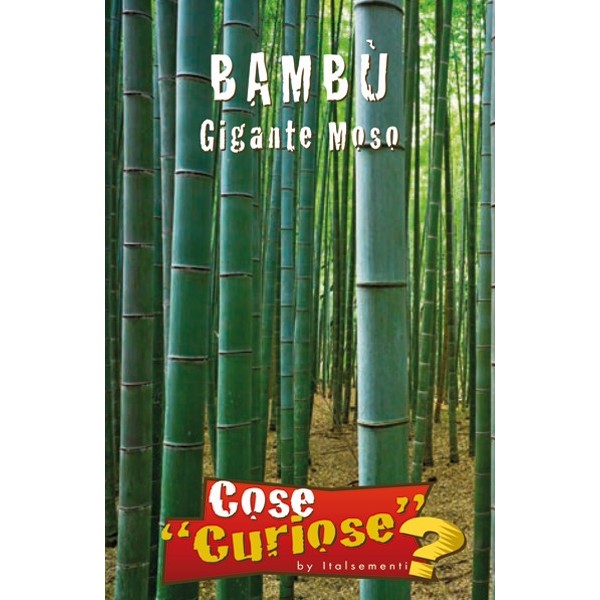 Phyllostachys edulis - moso bamboo gigante (1 confezione)