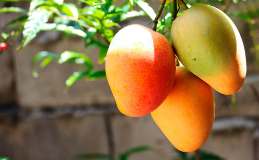 Mangifera indica cv "kensington pride" INNESTATO - mango (Vaso 18 cm)