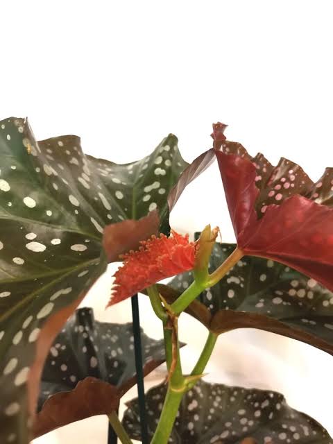 Begonia maculata - (Vaso quadro 9x9x13 cm)
