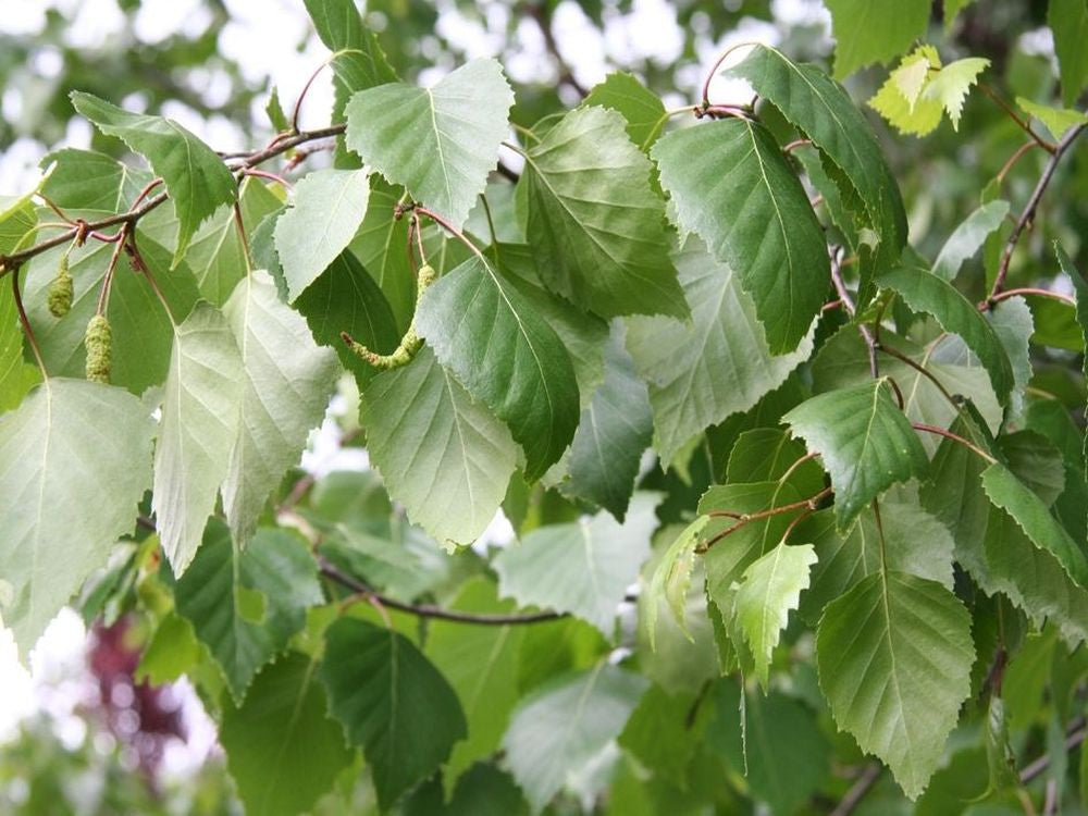 Betula Pendula - Betulla Bianca (Alveolo Forestale)