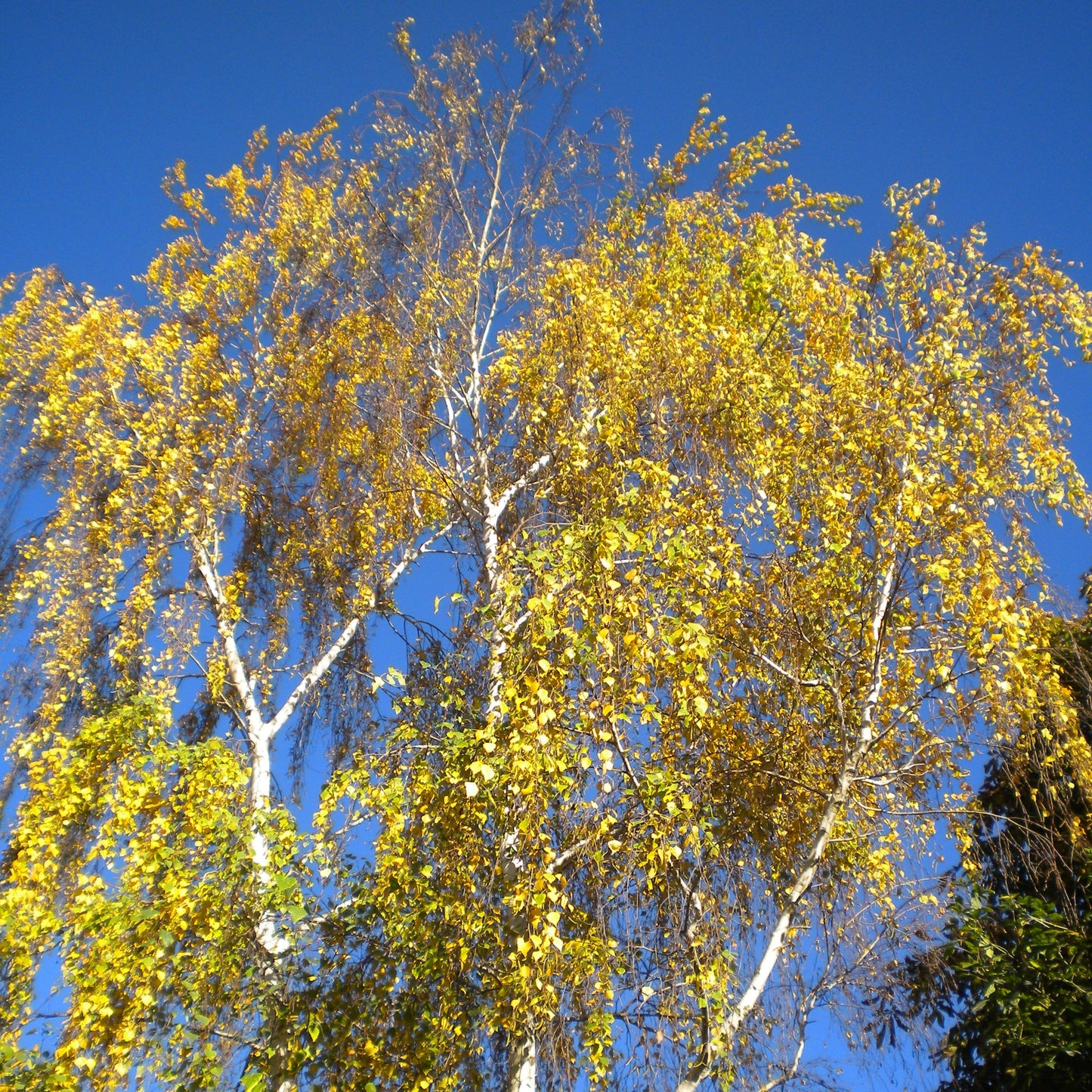 Betula pendula - white birch (Square vase 9x9x20 cm)