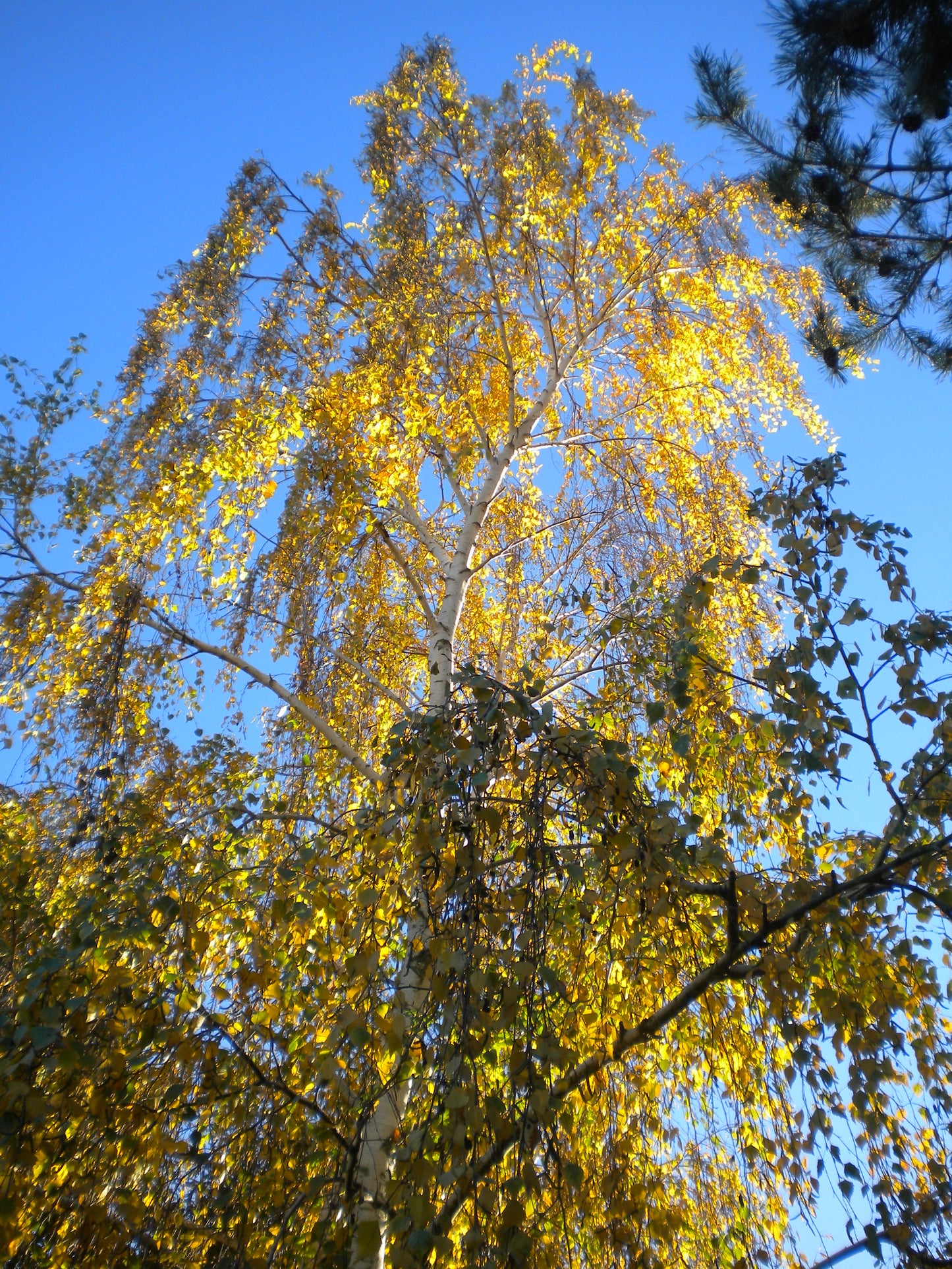 Betula pendula - white birch (Square vase 9x9x20 cm)