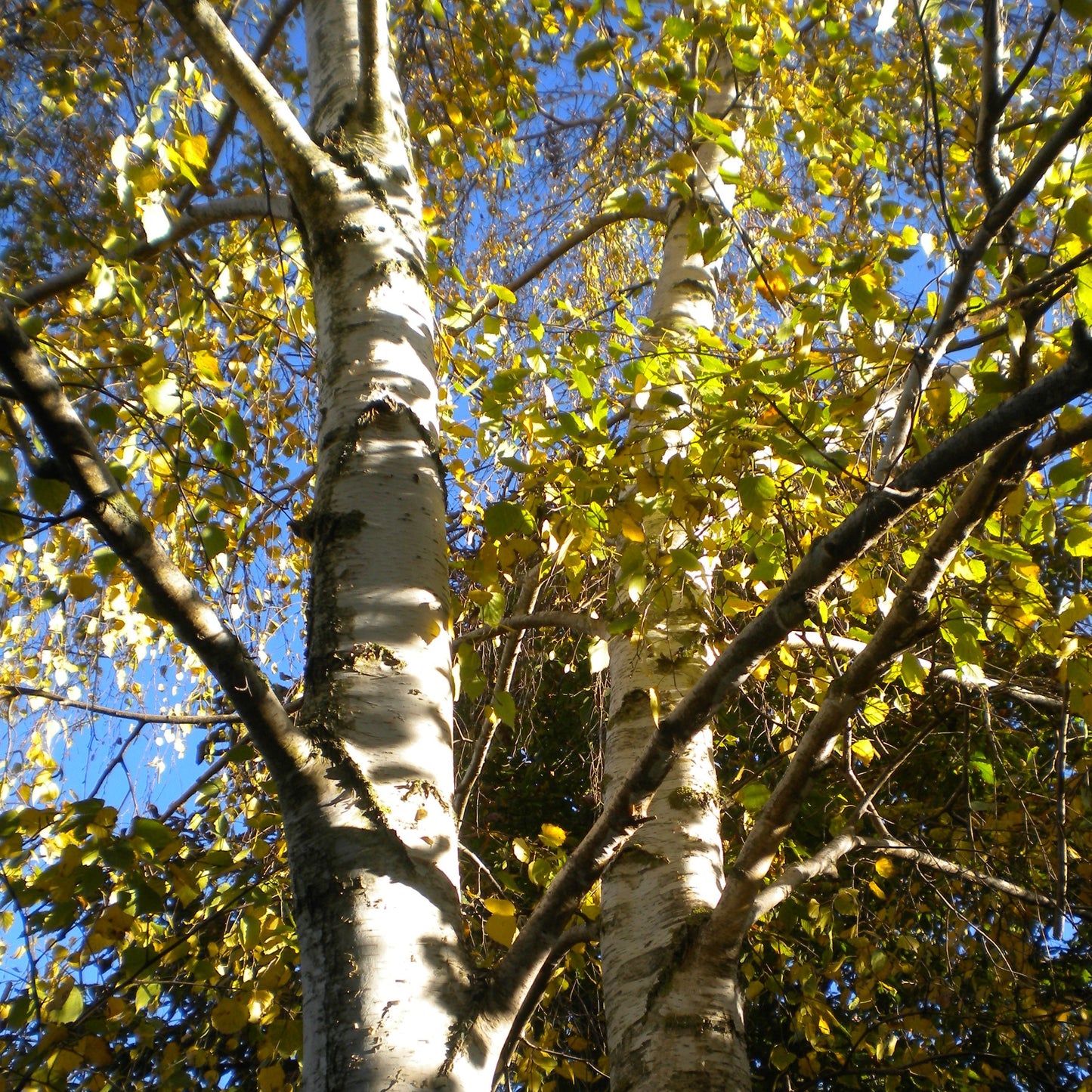 Betula pendula - white birch (Square vase 9x9x20 cm)