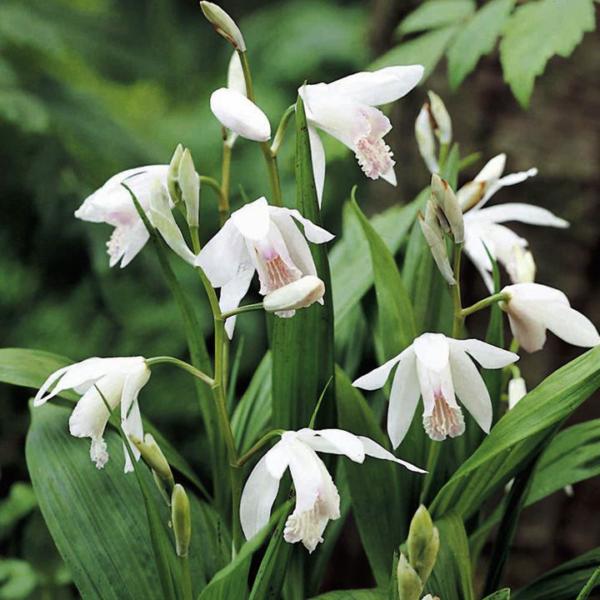 Bletilla striata var. alba - bletilla bianca (Vaso quadro 9x9x10 cm)