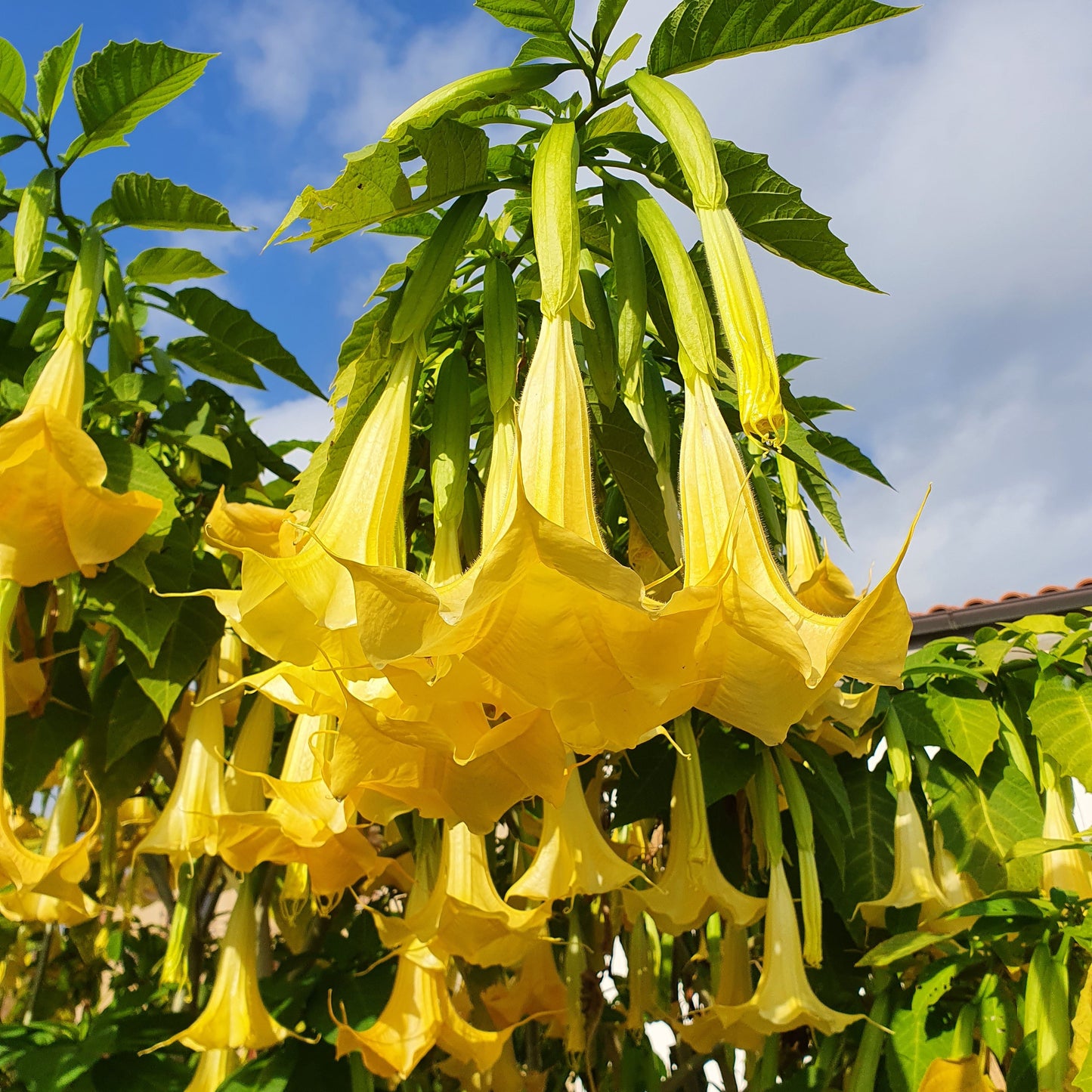 Brugmansia arborea (fiore giallo/arancio) - tromboni d'angelo (Alveolo forestale)