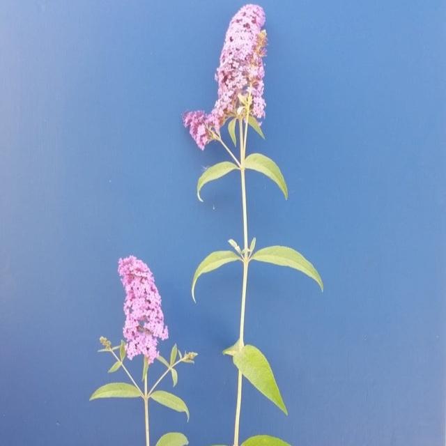 Buddleja davidii (fiore rosa) - pianta delle farfalle (Vaso quadro 7x7x8 cm)