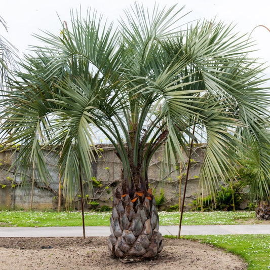 Butia capitata - buzia (Alveolo forestale)