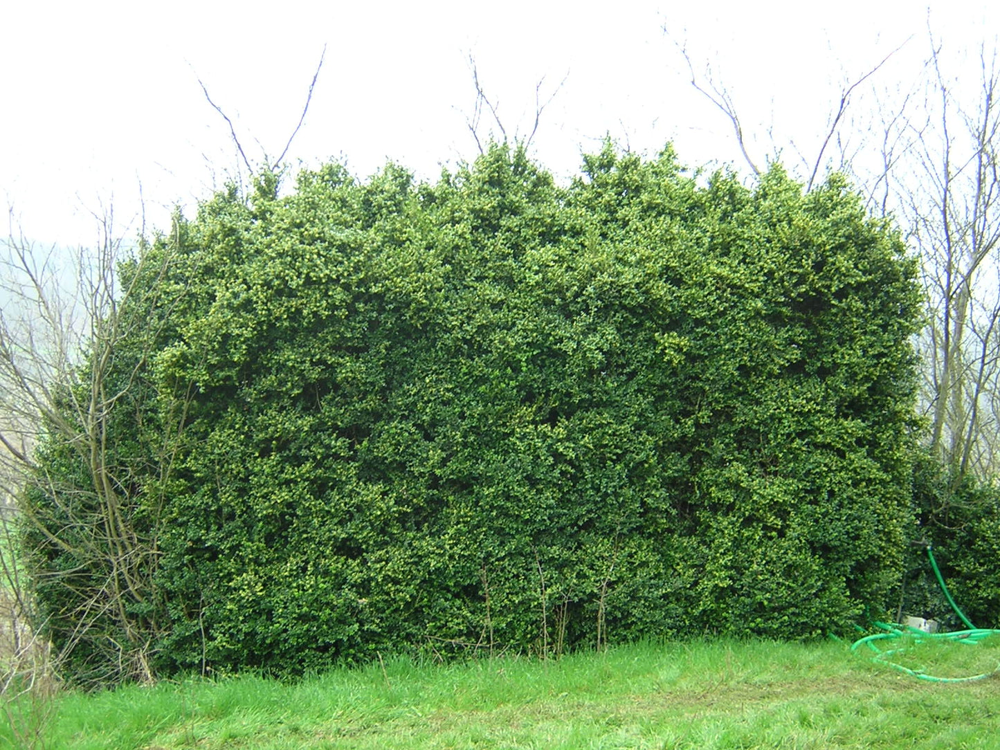 Buxus sempervirens - bosso (Alveolo forestale)