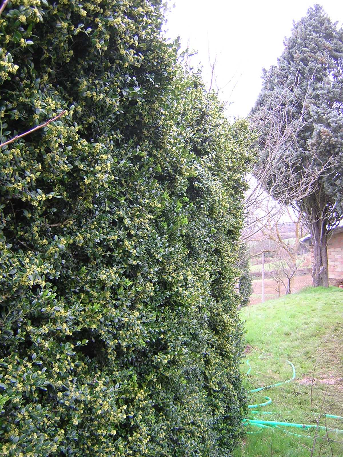 Buxus sempervirens - bosso (Alveolo forestale)