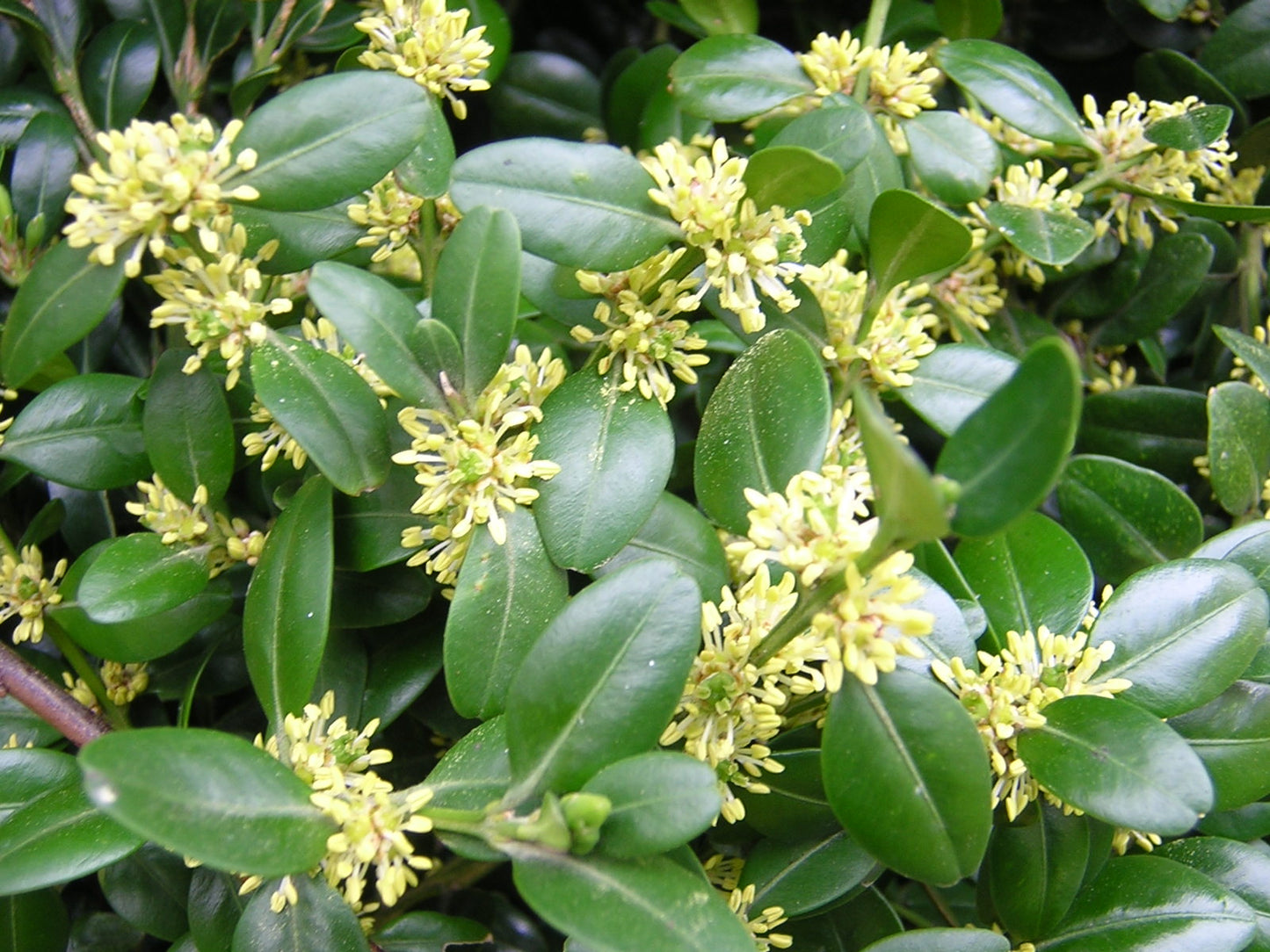 Buxus sempervirens - bosso (Alveolo forestale)