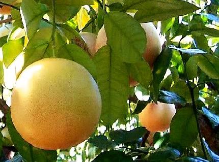 Citrus paradisi - pompelmo rosa (Fitocella)
