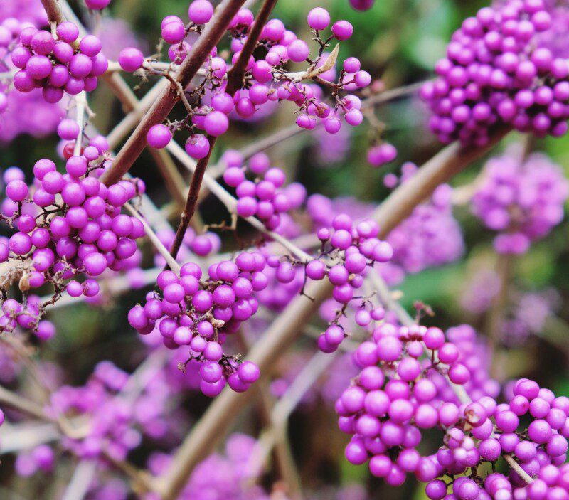 Callicarpa bodinieri - L'incanto di Bodinier - Semi 0,1gr