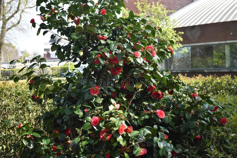 Camellia japonica cv. "Rubescens Major" - (Vase 18 cm)