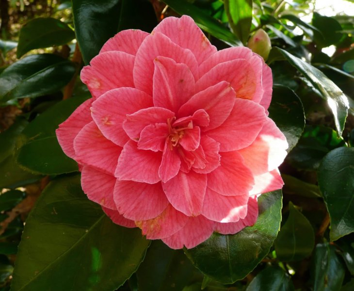 Camellia japonica cv. "Rubescens Major" - (Vase 18 cm)