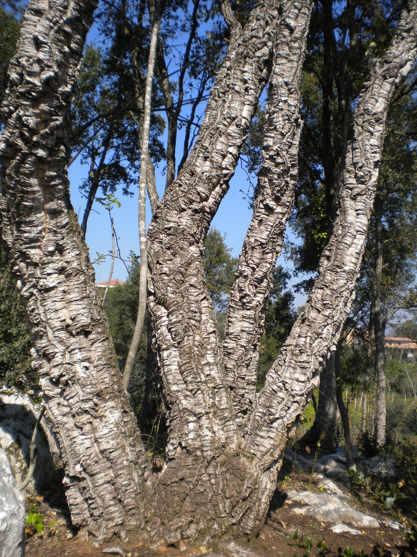 Quercus suber - cork tree (Pot 24 cm)