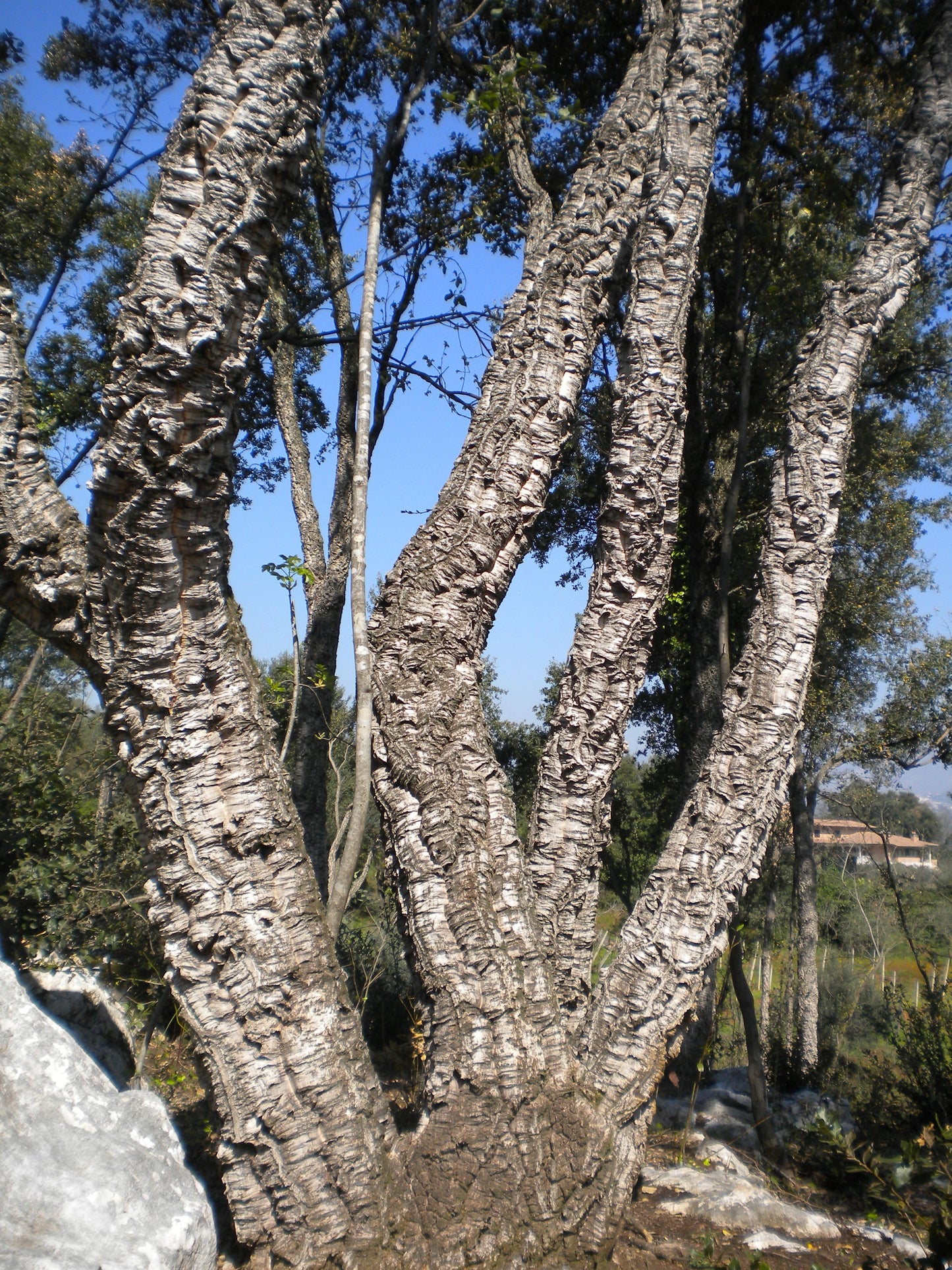 Quercus suber - cork tree (Pot 24 cm)
