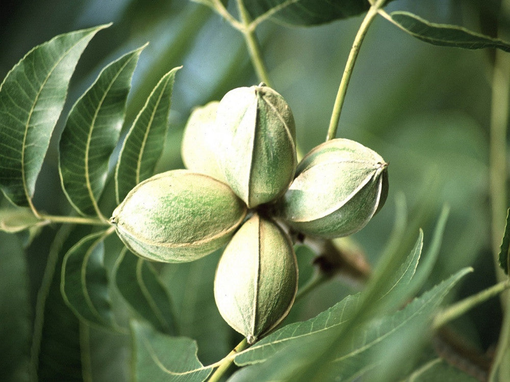 Carya illinoinensis - noce pecan (Alveolo forestale)