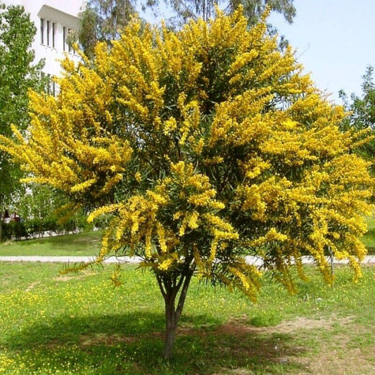Cassia longifolia - cassia (10 semi)