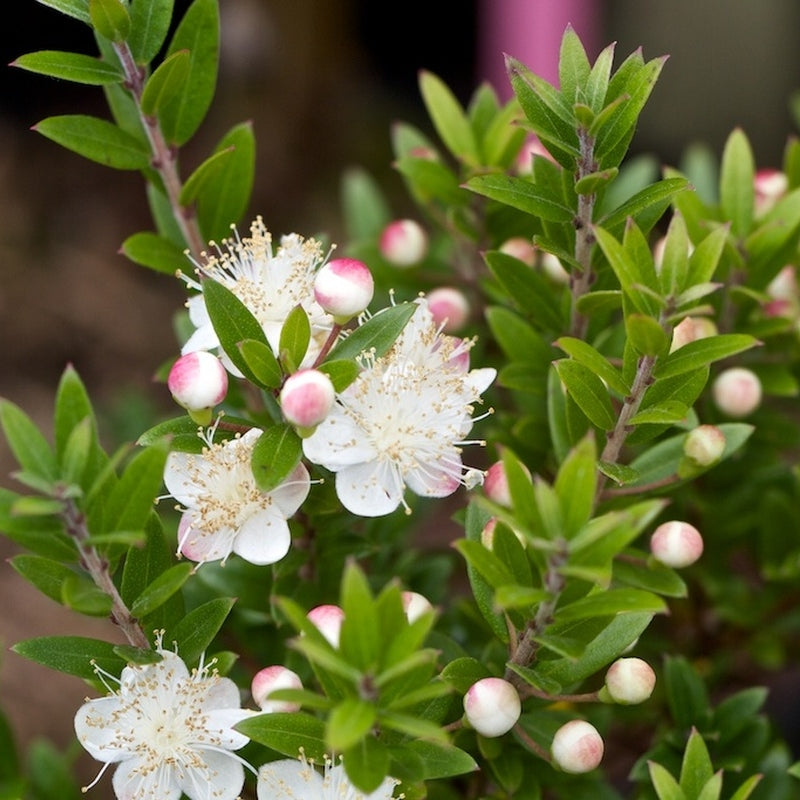 Myrtus communis var. tarentina - mirto tarentino (Alveolo forestale)