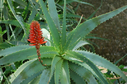 Aloe arborescens - aloe medicinale (Vaso quadro 7x7x8 cm)