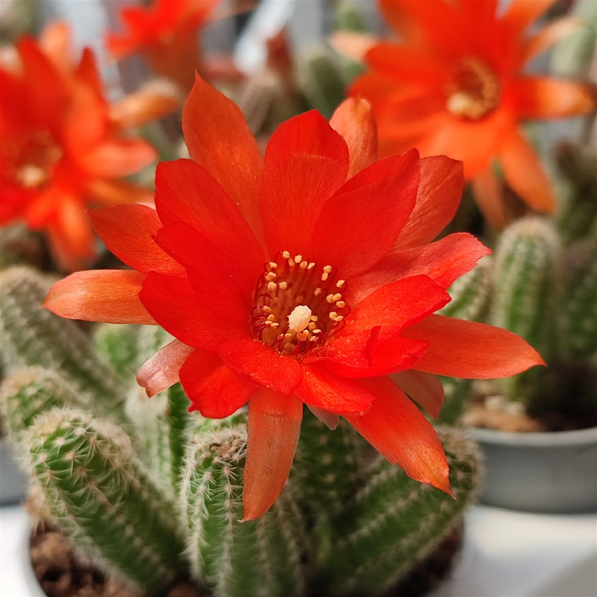 Chamaecereus silvestrii - camacereus, cereus tappezzante (Vaso 12 cm)