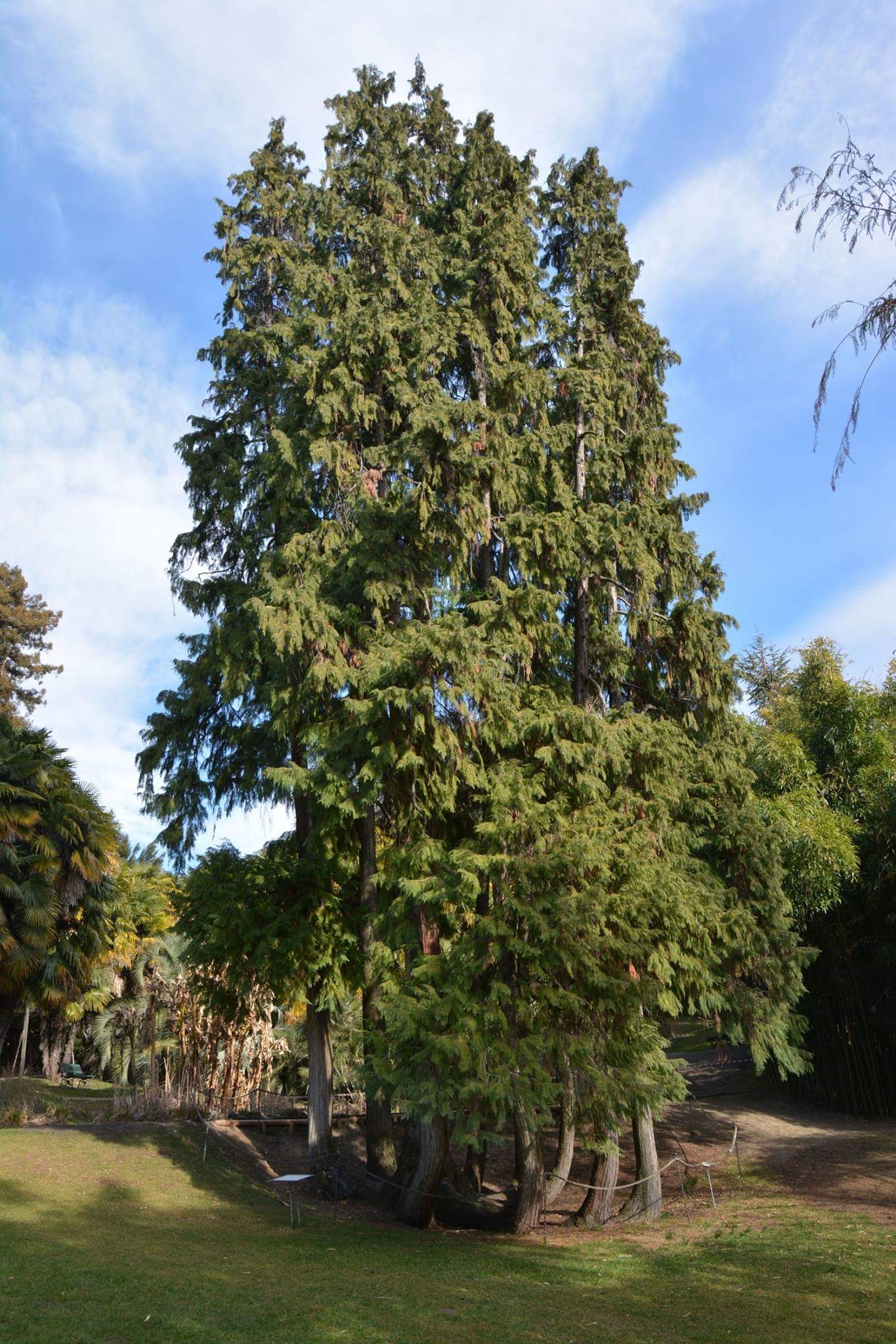Chamaecyparis lawsoniana - cipresso di Lawson (Alveolo forestale)