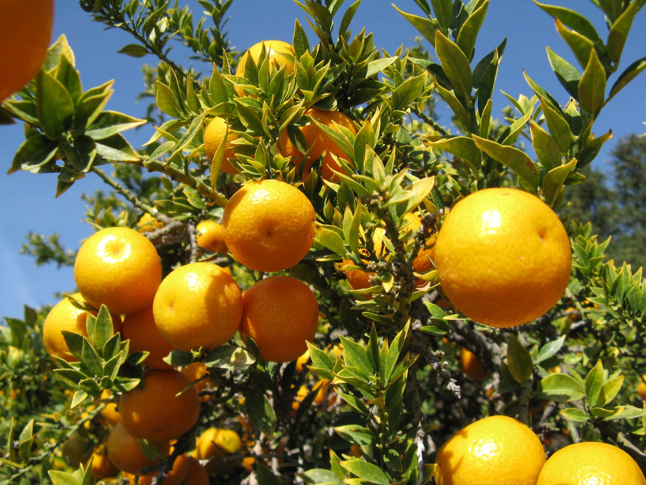 Citrus myrtifolia - Chinotto (Vaso 20 cm)