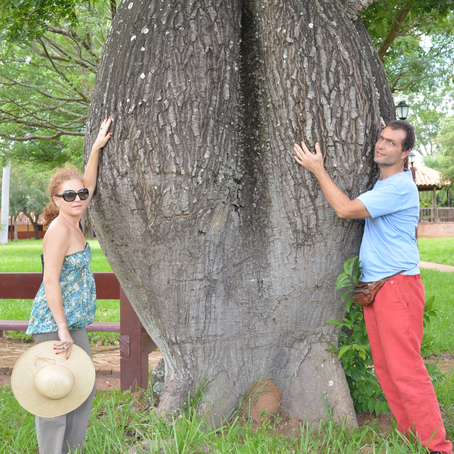 Chorisia Speciosa - Albero Bottiglia (Alveolo Forestale)