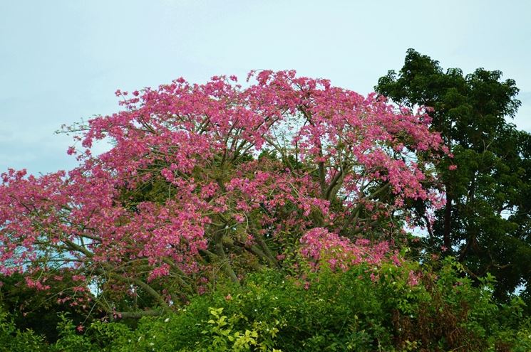 Chorisia Speciosa - Albero Bottiglia (Alveolo Forestale)