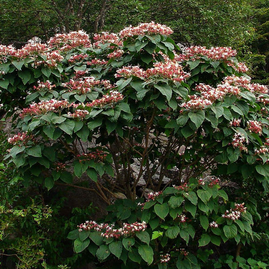 Clerodendrum trichotomum - clerodendro (Alveolo forestale)
