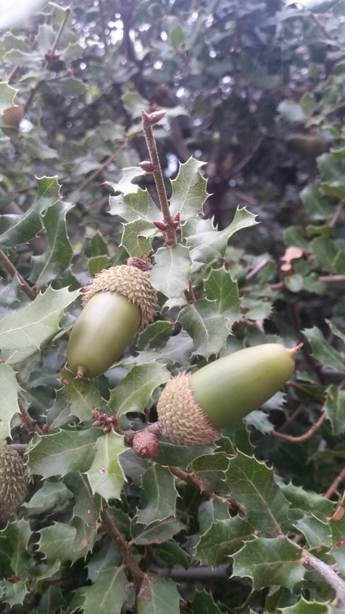 Quercus coccifera - quercia spinosa (Alveolo forestale)