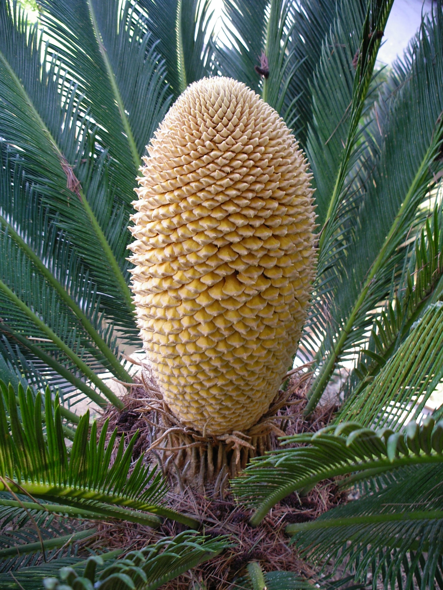 Cycas revoluta - cicas (Square vase 9x9x10 cm)