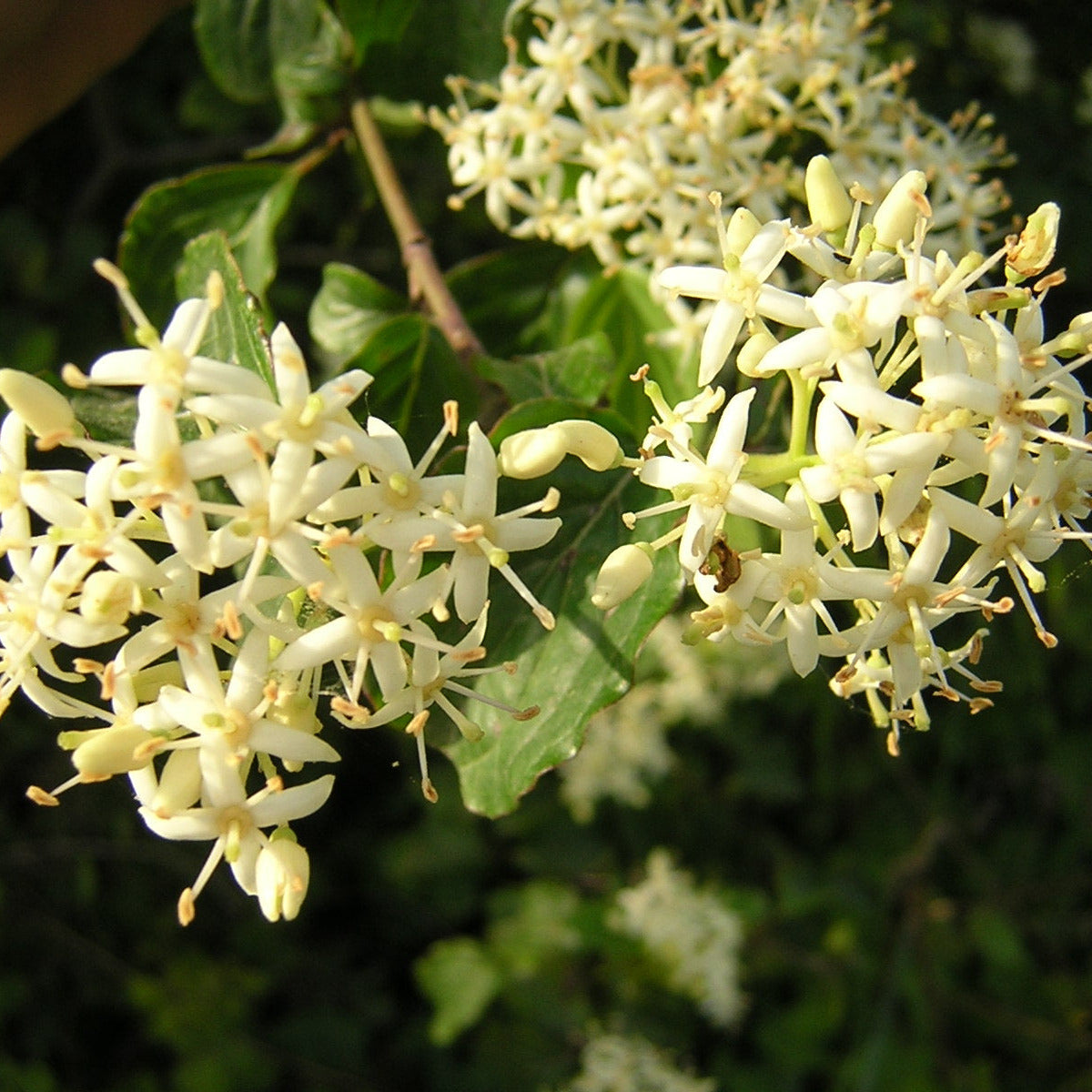Cornus sanguinea - sanguinello (Alveolo forestale)