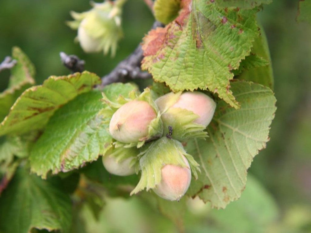 Corylus avellana - nocciolo (Vaso quadro 9x9x20 cm)