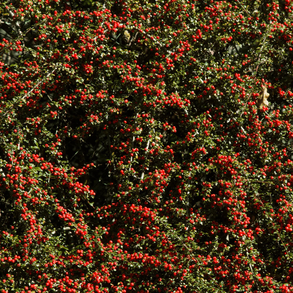 Cotoneaster franchetii - cotognastro di Franchet (20 semi)