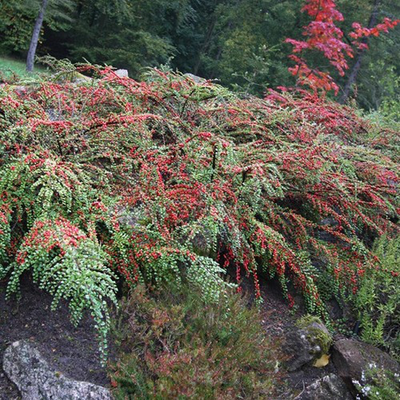 Cotoneaster franchetii - cotognastro di Franchet (20 semi)