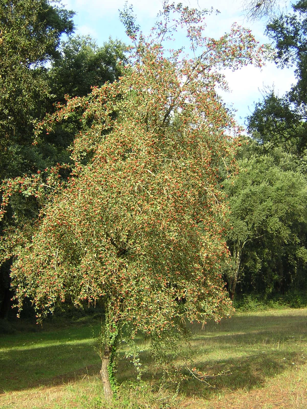 Crataegus monogyna - biancospino (Alveolo forestale)